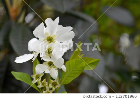 琉球白花 琉球白花 112701960