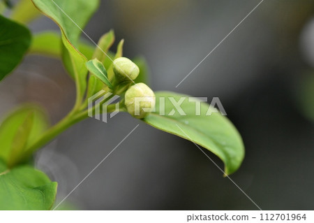 琉球白花 112701964