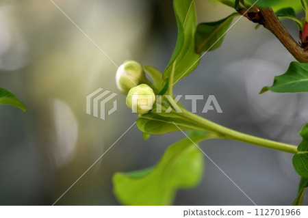 琉球白花 琉球白花 112701966