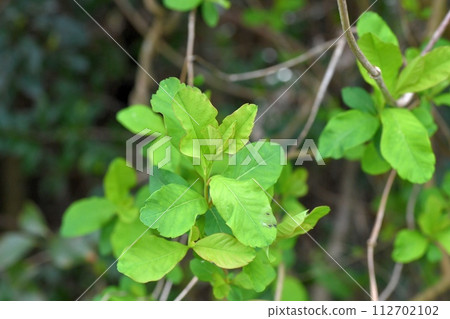 琉球白花 112702102