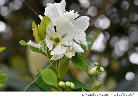 Ryukyu Bai flower Ryukyu Bai flower 112702104