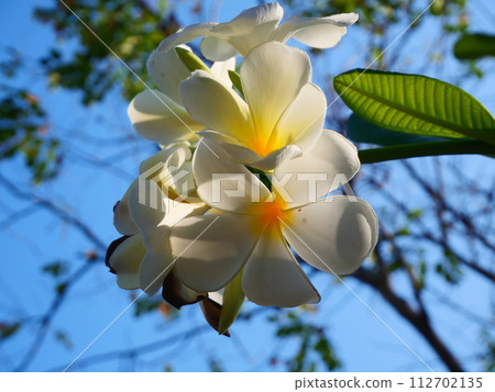 Beautiful white frangipani flowers shining in the sunlight and the background is a bright blue sky 112702135