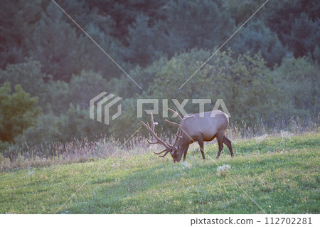 Elk on a Hill in the Evening Light 112702281