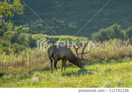 Elk on a Hill in the Evening Light 112702286