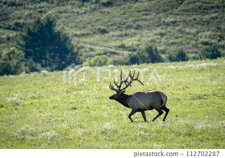 Elk on a Hill in the Evening Light Elk on a Hill in the Evening Light 112702287