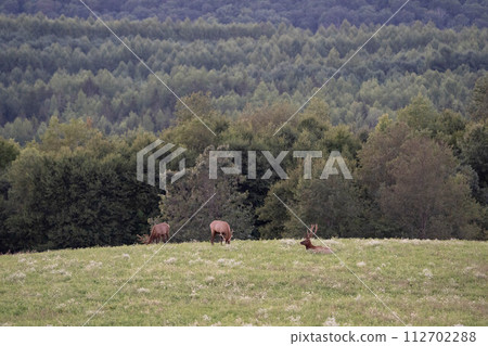 Elk on a Hill in the Evening Light Elk on a Hill in the Evening Light 112702288