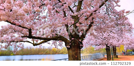 Cherry blossoms in full bloom, red soil, and lake 112702329