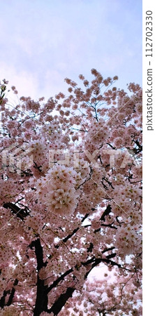 Cherry blossoms in full bloom and blue sky 112702330