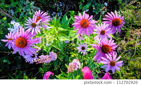 pink flower 008 112702926