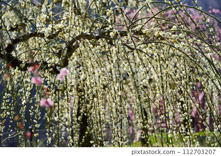 Naragase plum grove, weeping plums in full bloom Naragase plum grove, weeping plums in full bloom 112703207