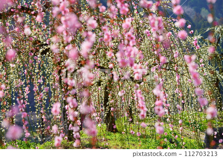 Naragase plum grove, weeping plums in full bloom Naragase plum grove, weeping plums in full bloom 112703213