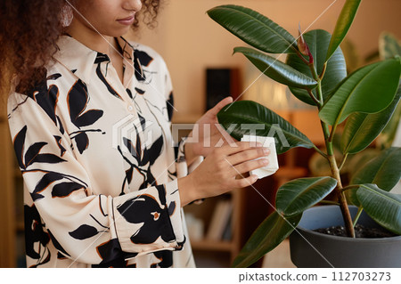 Side view close up of woman wiping green leaves of potted tropical houseplant in cozy home 112703273