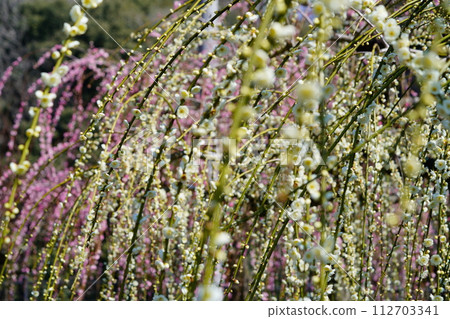 Arrival of spring: weeping plums of Tsukigase plum grove 112703341