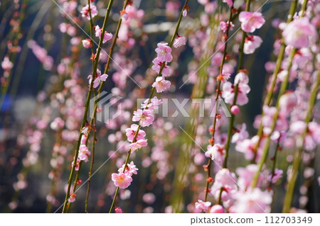 Cute weeping plum/Tsukigase plum grove Cute weeping plum/Tsukigase plum grove 112703349