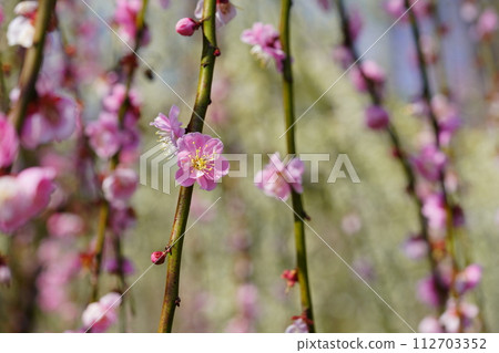 Cute weeping plum/Tsukigase plum grove Cute weeping plum/Tsukigase plum grove 112703352