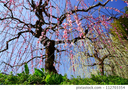 Weeping plums in full bloom that shine against the blue sky, Naragase Plum Grove 112703354