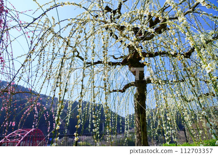 Weeping plums in full bloom that shine against the blue sky, Naragase Plum Grove Weeping plums in full bloom that shine against the blue sky, Naragase Plum Grove 112703357
