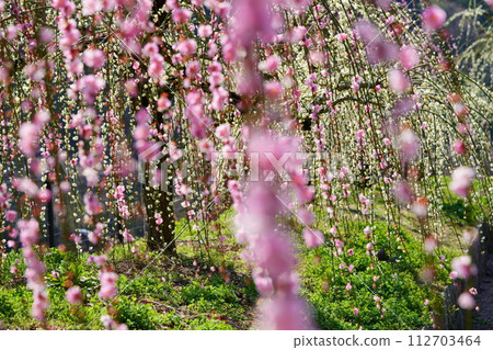 Naragase plum grove, weeping plums in full bloom Naragase plum grove, weeping plums in full bloom 112703464