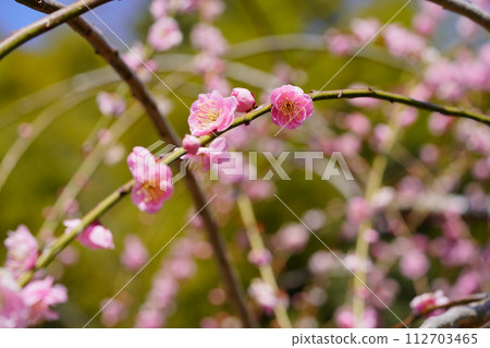 Naragase plum grove/weeping plum branch Naragase plum grove/weeping plum branch 112703465