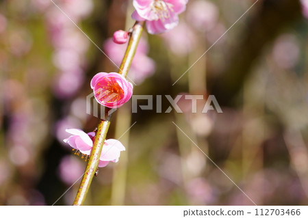 Naragase plum grove/weeping plum branch Naragase plum grove/weeping plum branch 112703466
