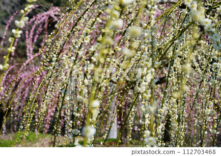 Arrival of spring: weeping plums of Tsukigase plum grove Arrival of spring: weeping plums of Tsukigase plum grove 112703468