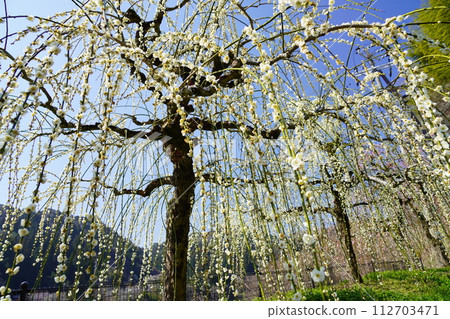 Weeping plums in full bloom that shine against the blue sky, Naragase Plum Grove Weeping plums in full bloom that shine against the blue sky, Naragase Plum Grove 112703471