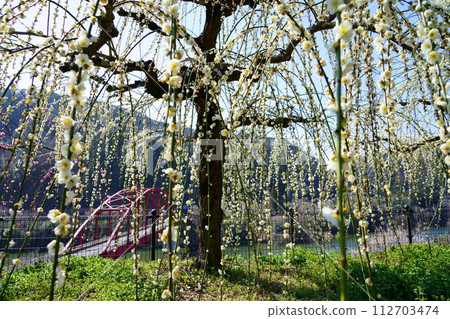 Weeping plum blossoms in Narayatsukigase Valley Weeping plum blossoms in Narayatsukigase Valley 112703474