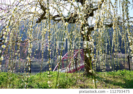 Weeping plum blossoms in Narayatsukigase Valley Weeping plum blossoms in Narayatsukigase Valley 112703475