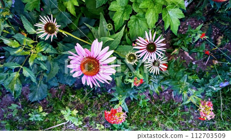 pink flower 009 112703509