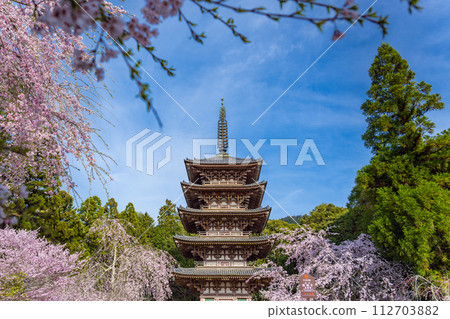 Kyoto Daigoji Temple Five-storied pagoda covered in cherry blossoms 112703882