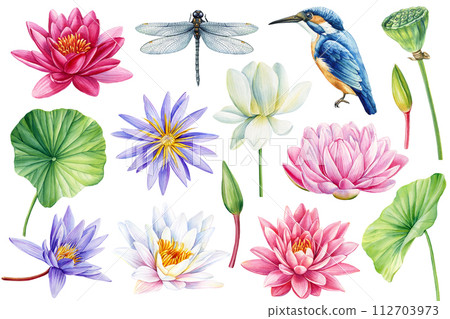 Lotus, dragonfly, kingfisher watercolor set isolated background botanical painting illustration plant. Waterlilies, bird Lotus, dragonfly, kingfisher watercolor set isolated background botanical painting illustration plant. Waterlilies, bird 112703973