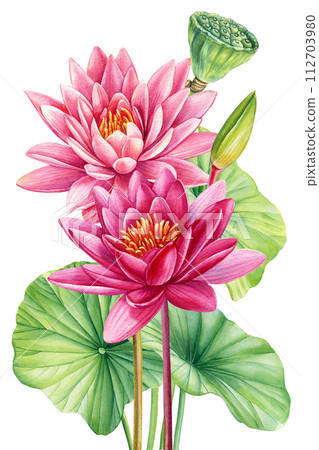 Lotus watercolor botanical illustration. Water lilies Flowers isolated background, watercolor botanical illustration 112703980