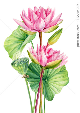 Pink Lotus watercolor flower. Water lilies Flowers isolated background, watercolor botanical illustration. summer plant Pink Lotus watercolor flower. Water lilies Flowers isolated background, watercolor botanical illustration. summer plant 112704006