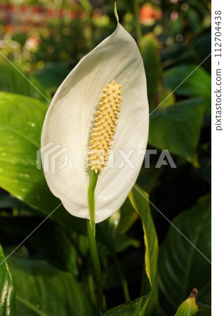 白鶴芋花穗佛焰苞 白鶴芋花穗佛焰苞 112704438