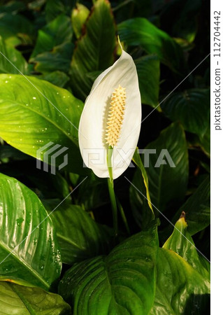 Spathiphyllum flower spike spathe 112704442