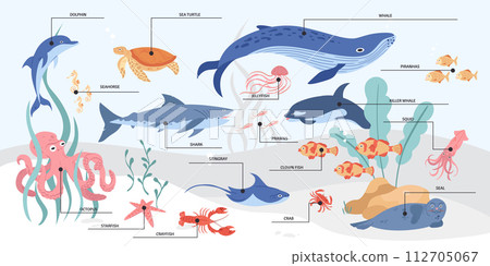 Hand drawn sea animals infographic with names 112705067