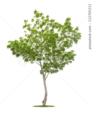 Green tree isolated on white background. 112705211