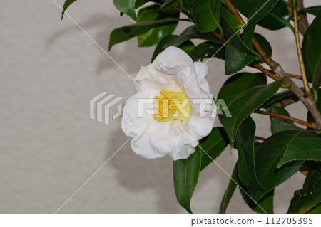 White camellia 112705395