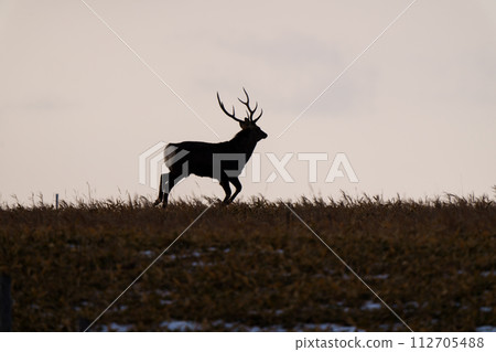 Ezo deer at Cape Nemuro Ochiishi - wild animals in the unexplored region of eastern Hokkaido in winter 112705488