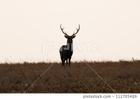 Ezo deer at Cape Nemuro Ochiishi - wild animals in the unexplored region of eastern Hokkaido in winter 112705489