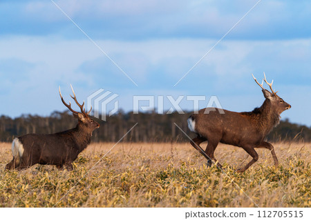 Ezo deer at Cape Nemuro Ochiishi - wild animals in the unexplored region of eastern Hokkaido in winter 112705515