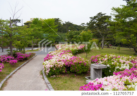 Scenery of Sakuragaike Pond in Enshu with azaleas in full bloom Scenery of Sakuragaike Pond in Enshu with azaleas in full bloom 112705757