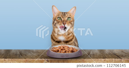 A domestic cat eats cat wet food. A domestic cat eats cat wet food. 112706145