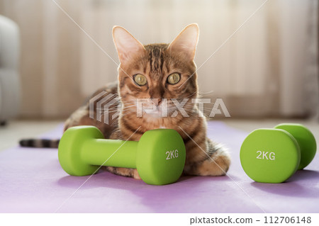 Domestic cat on a fitness mat with dumbbells. 112706148
