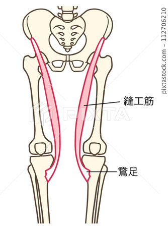 縫匠肌和肌肉組織 112706210