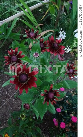 紅黑花011 112706597