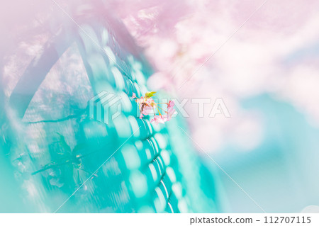 Cherry Blossoms	 112707115