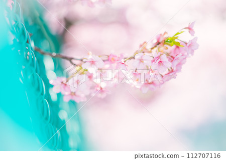 Cherry Blossoms Cherry Blossoms 112707116