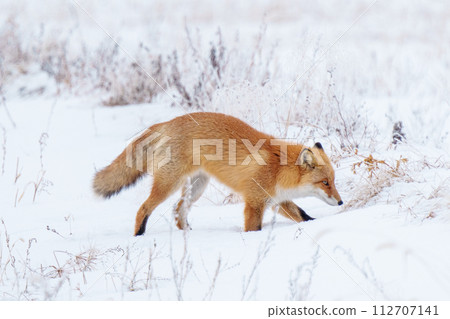 一隻紅狐狸在雪地上行走。北海道冬季觀光。可愛的野生動物。 一隻紅狐狸在雪地上行走。北海道冬季觀光。可愛的野生動物。 112707141