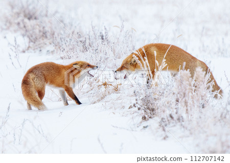A red fox walking on a snowy field. Winter sightseeing in Hokkaido. Cute wild animals. A red fox walking on a snowy field. Winter sightseeing in Hokkaido. Cute wild animals. 112707142